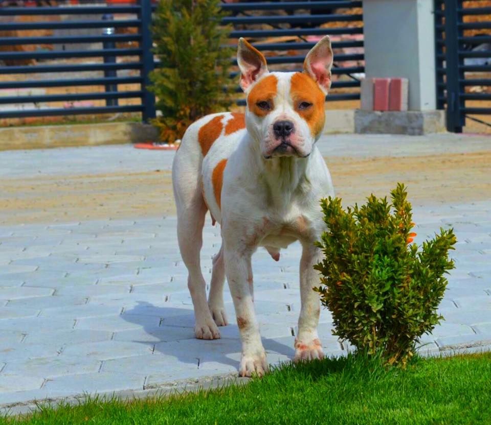 Photo of the dog