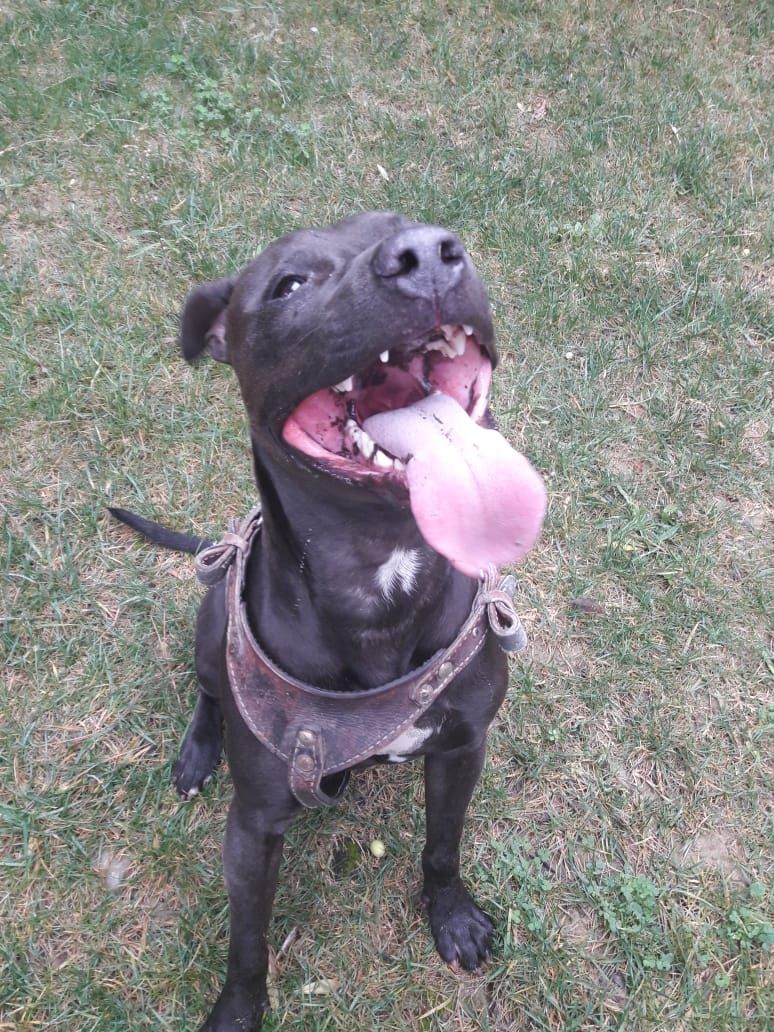 Photo of the dog