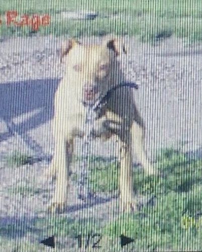 Photo of the dog