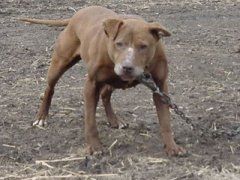 Photo of the dog