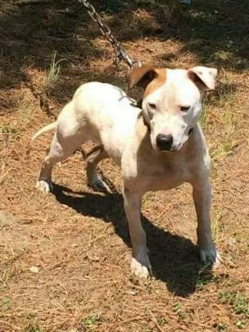 Photo of the dog