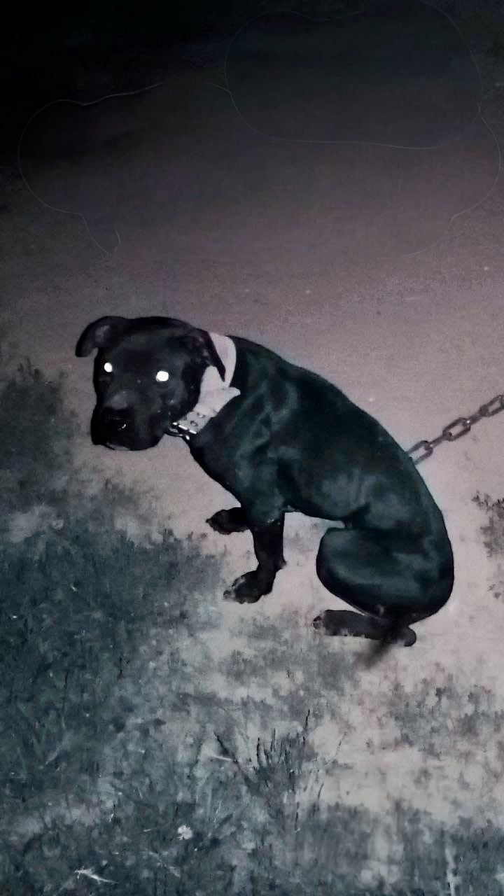 Photo of the dog