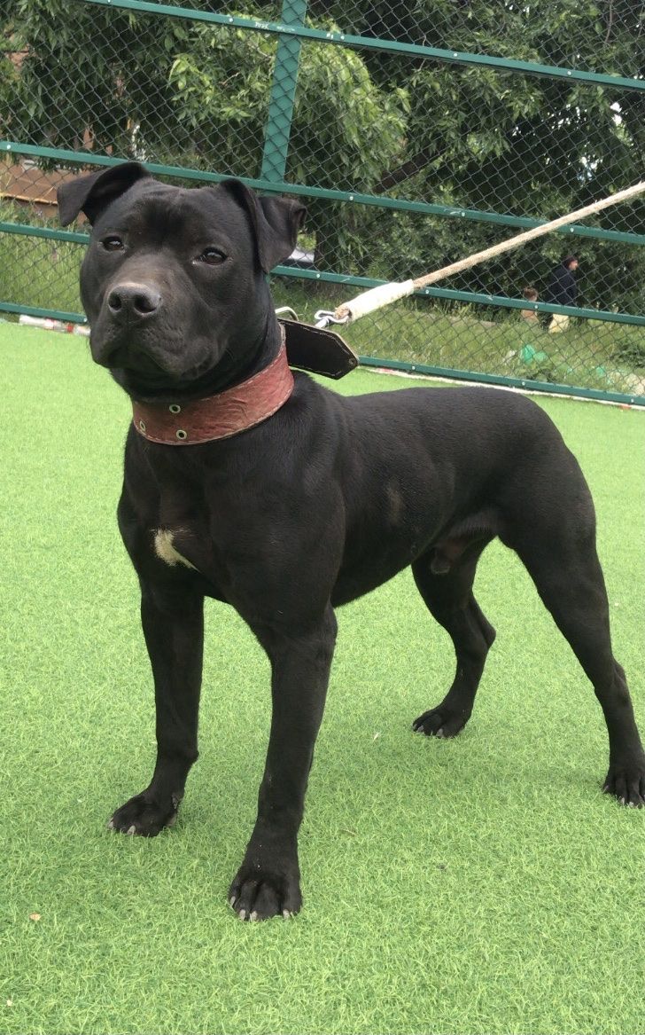Photo of the dog