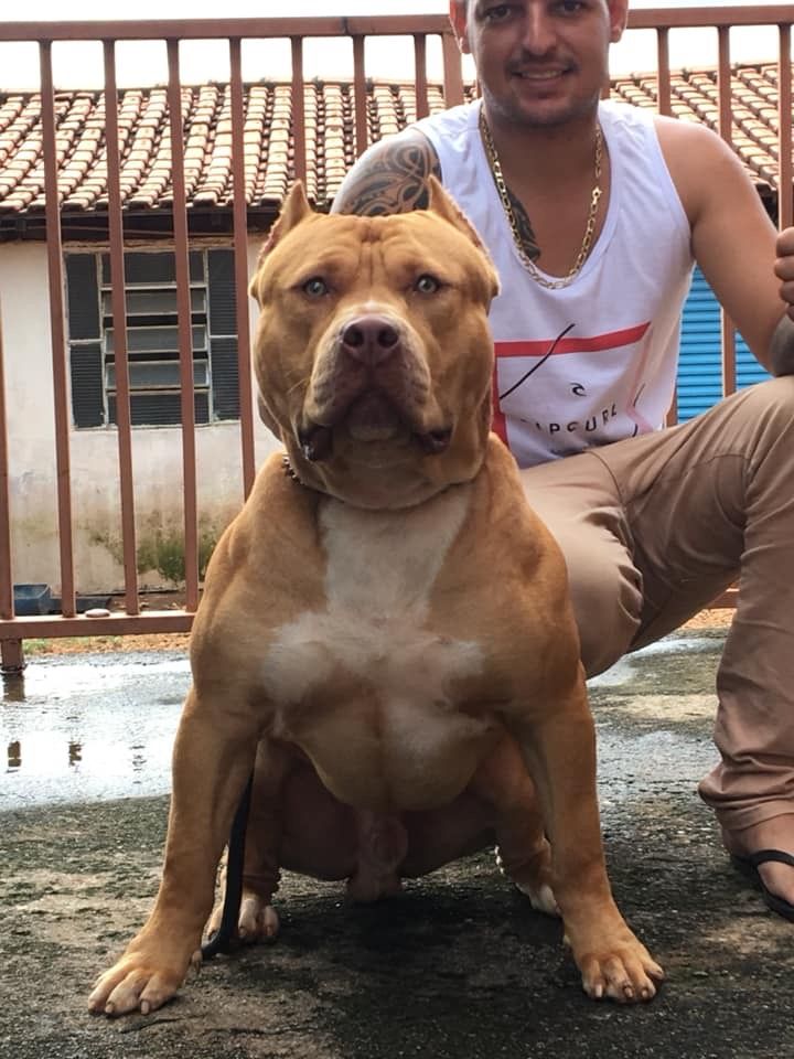 Photo of the dog