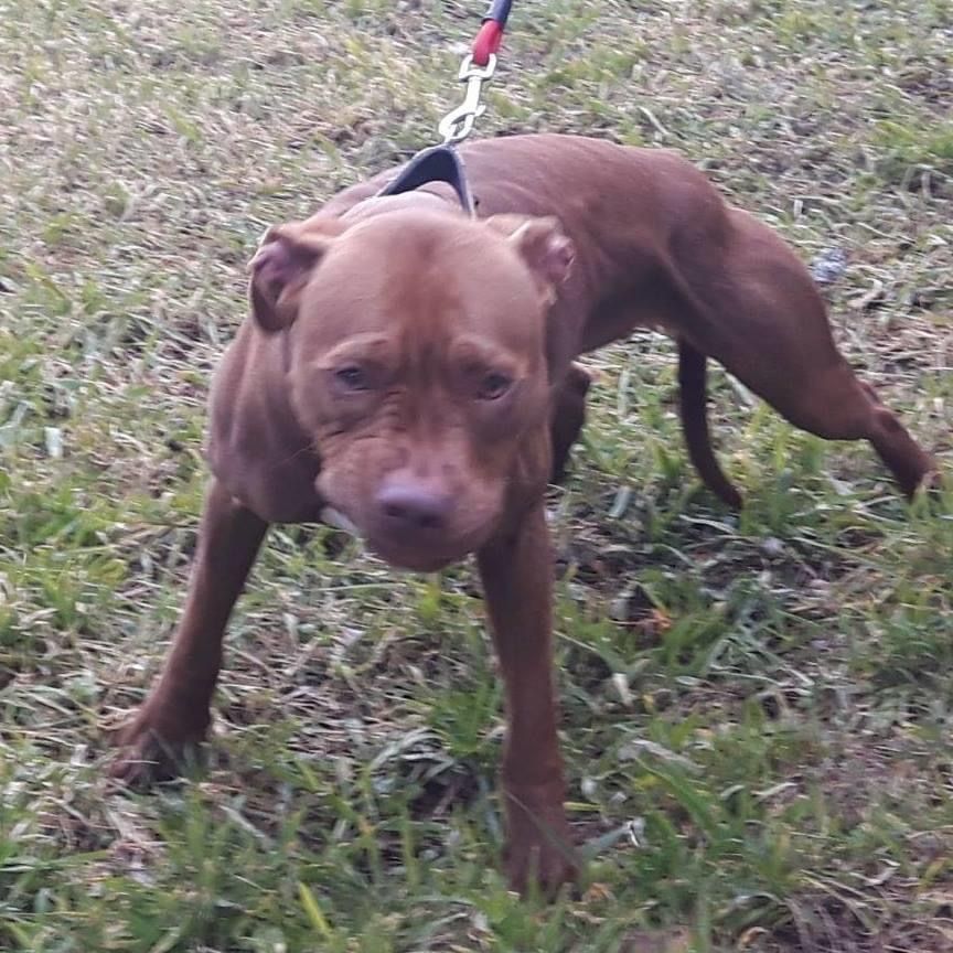 Photo of the dog