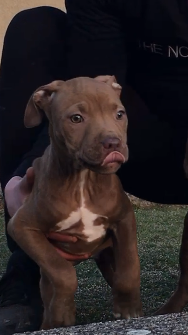 Photo of the dog