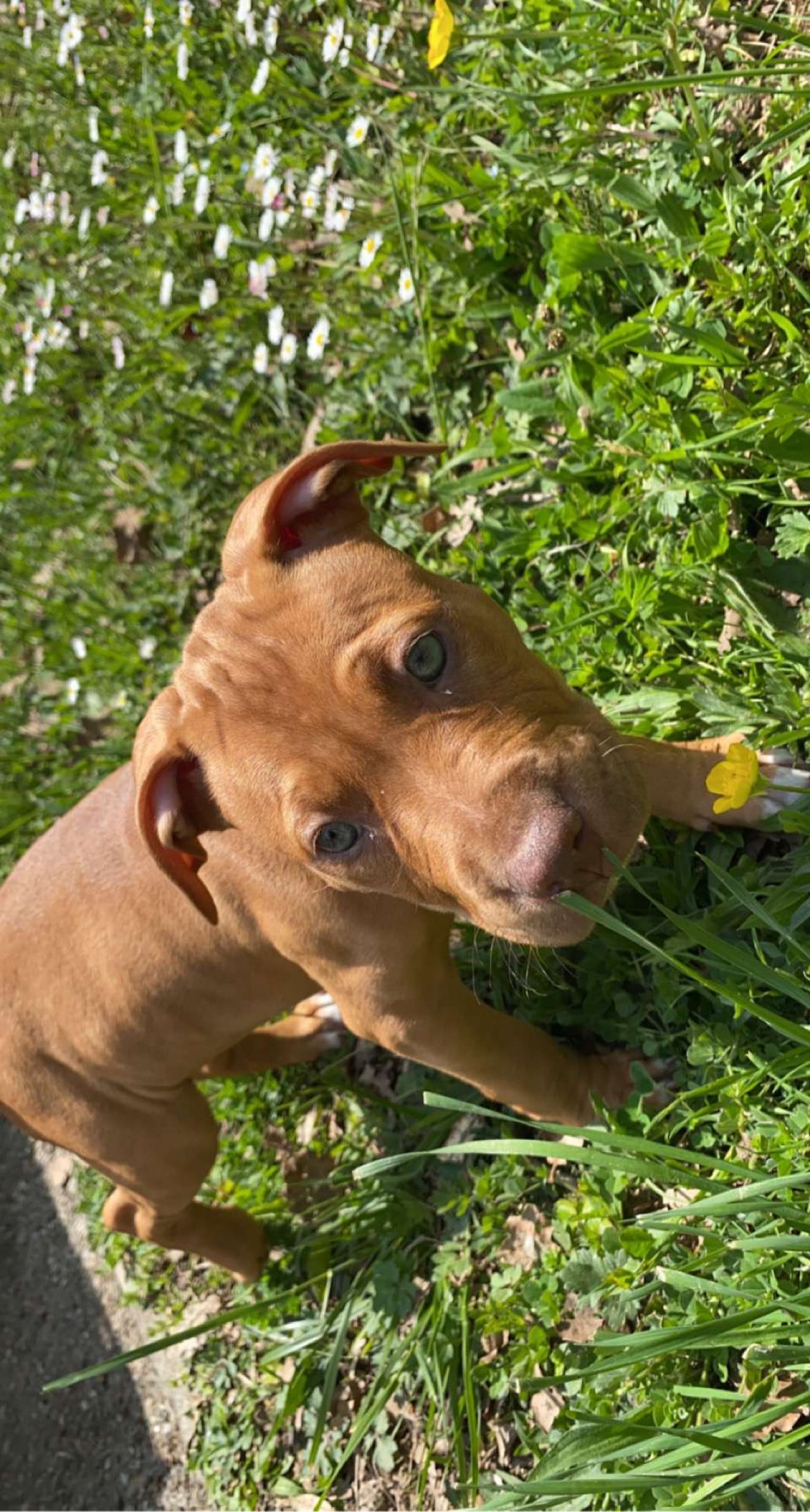 Photo of the dog