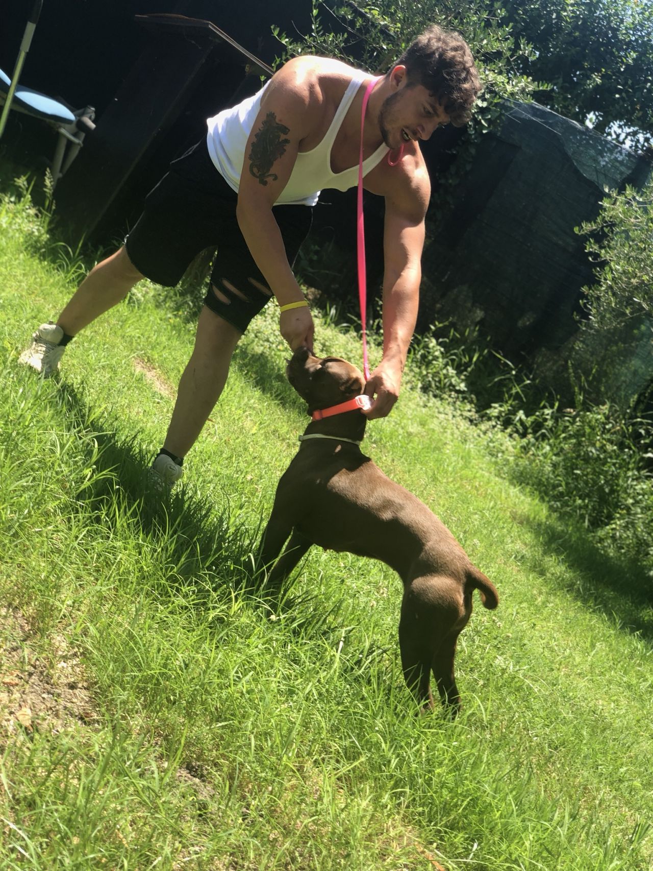 Photo of the dog