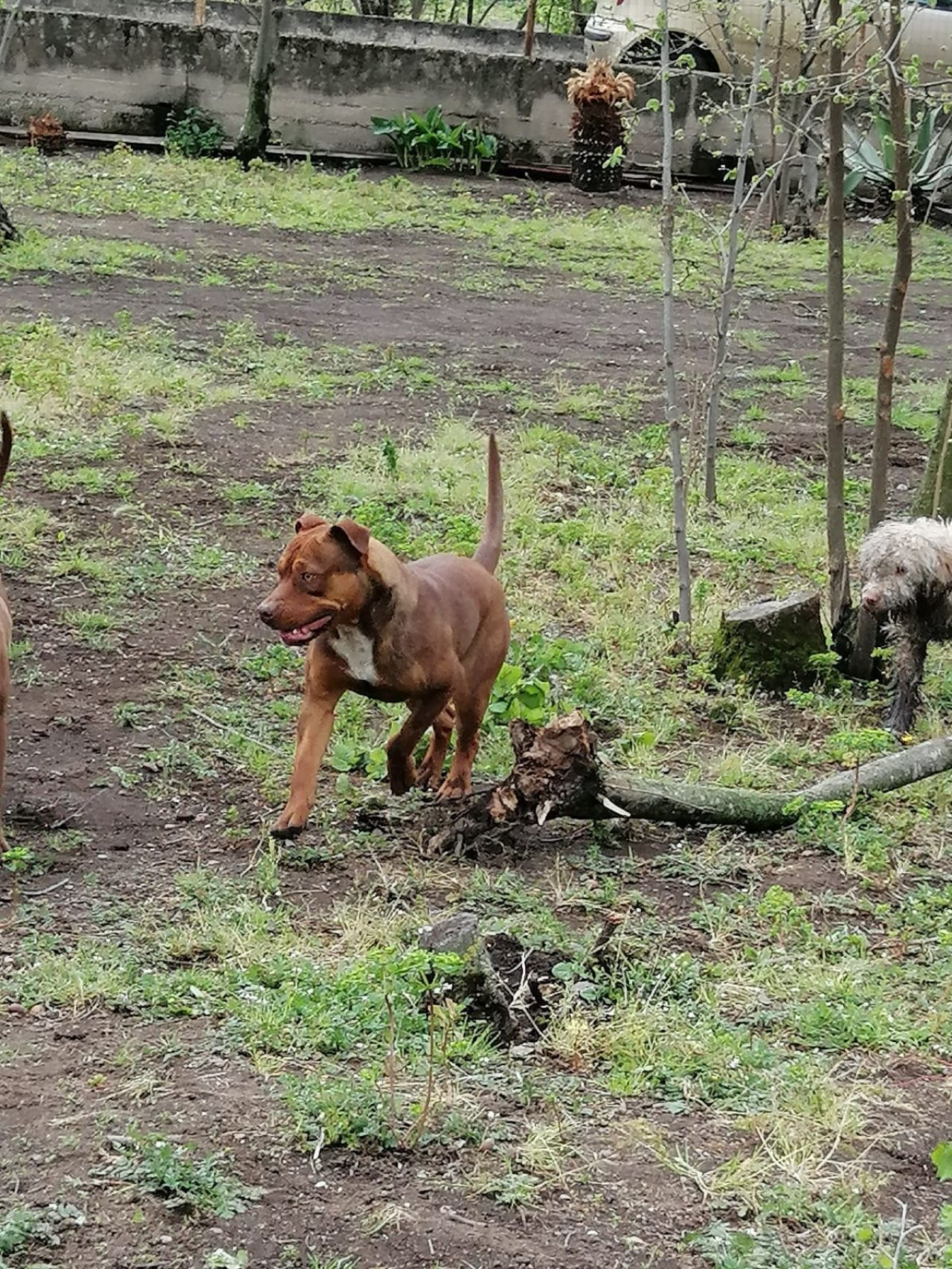 Photo of the dog