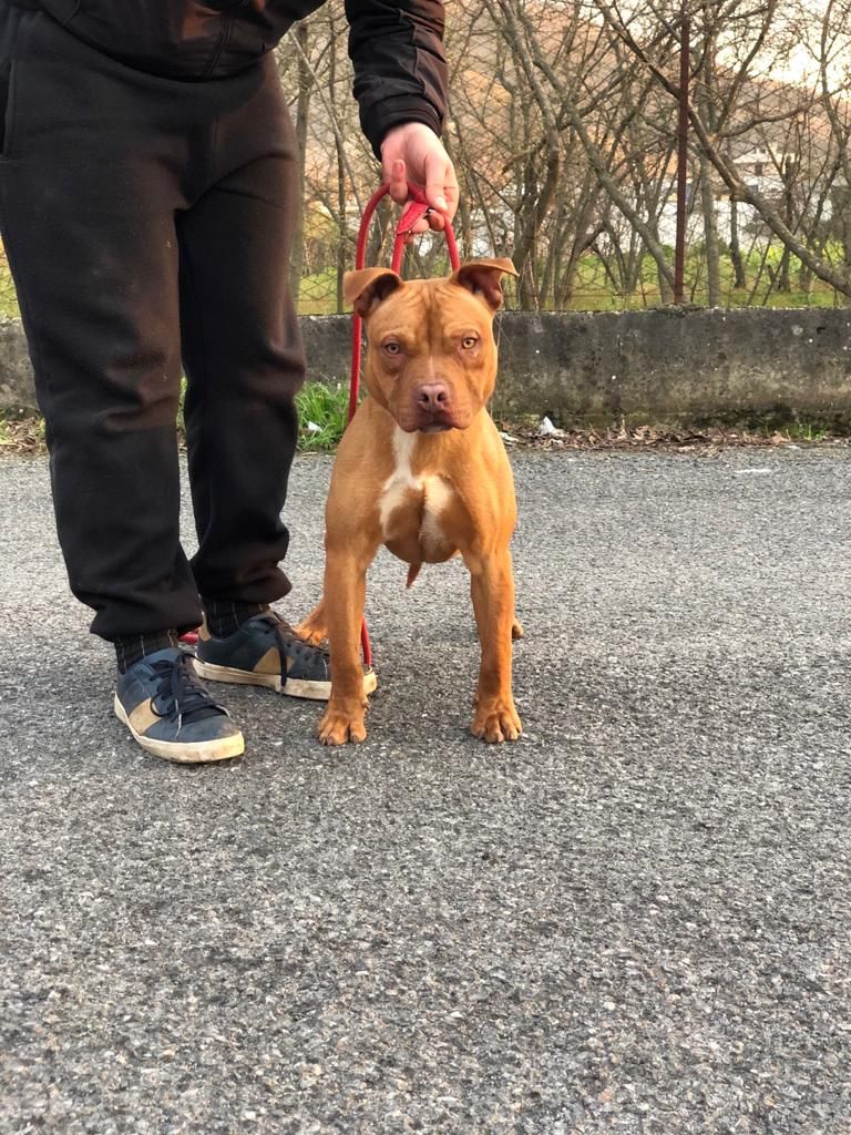 Photo of the dog