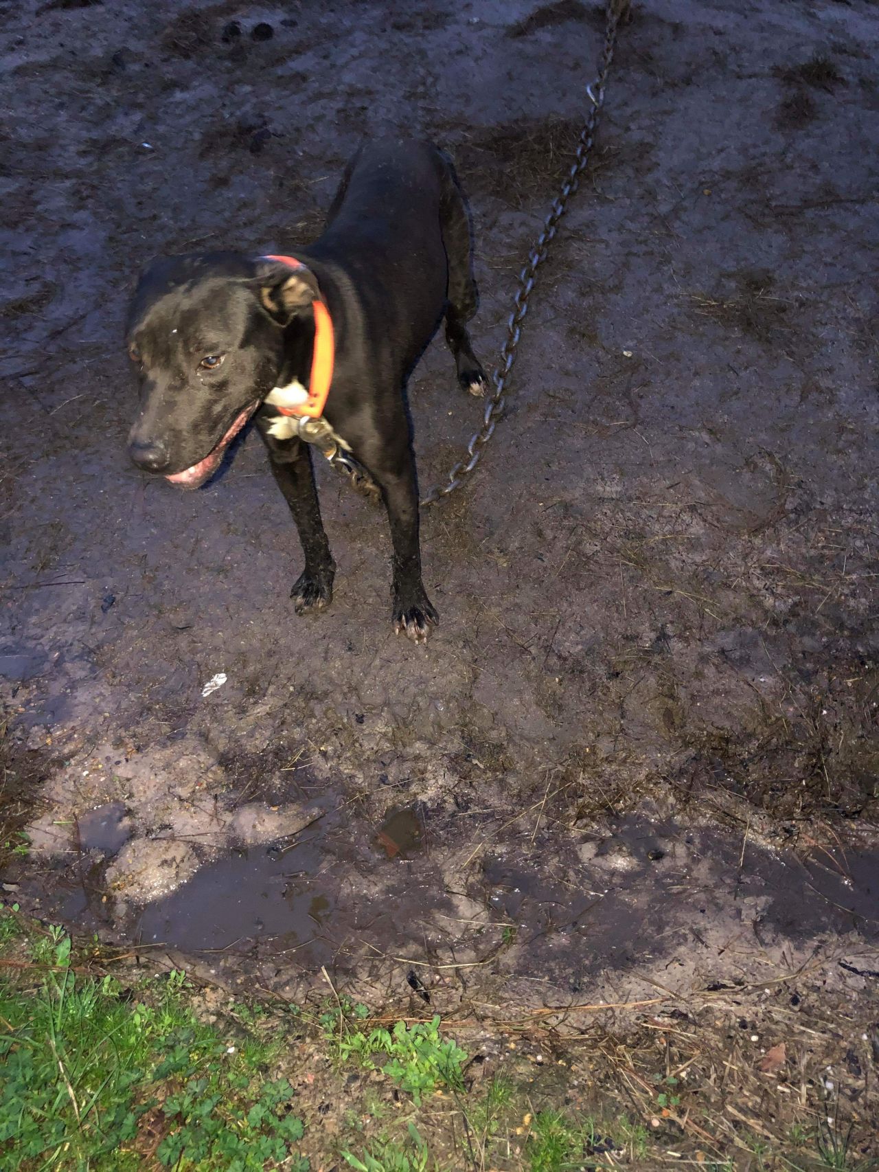 Photo of the dog
