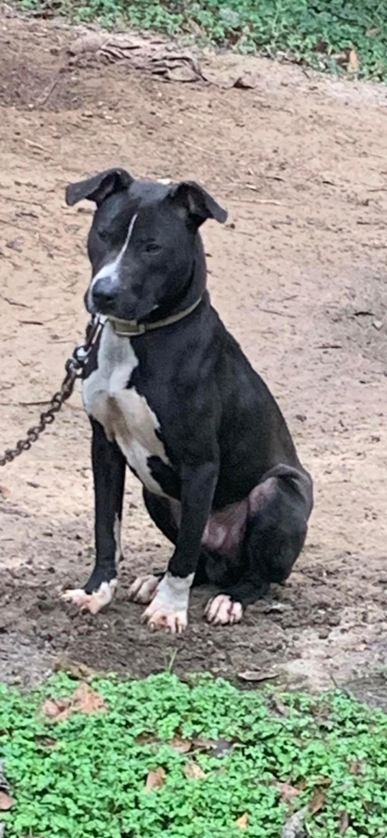 Photo of the dog