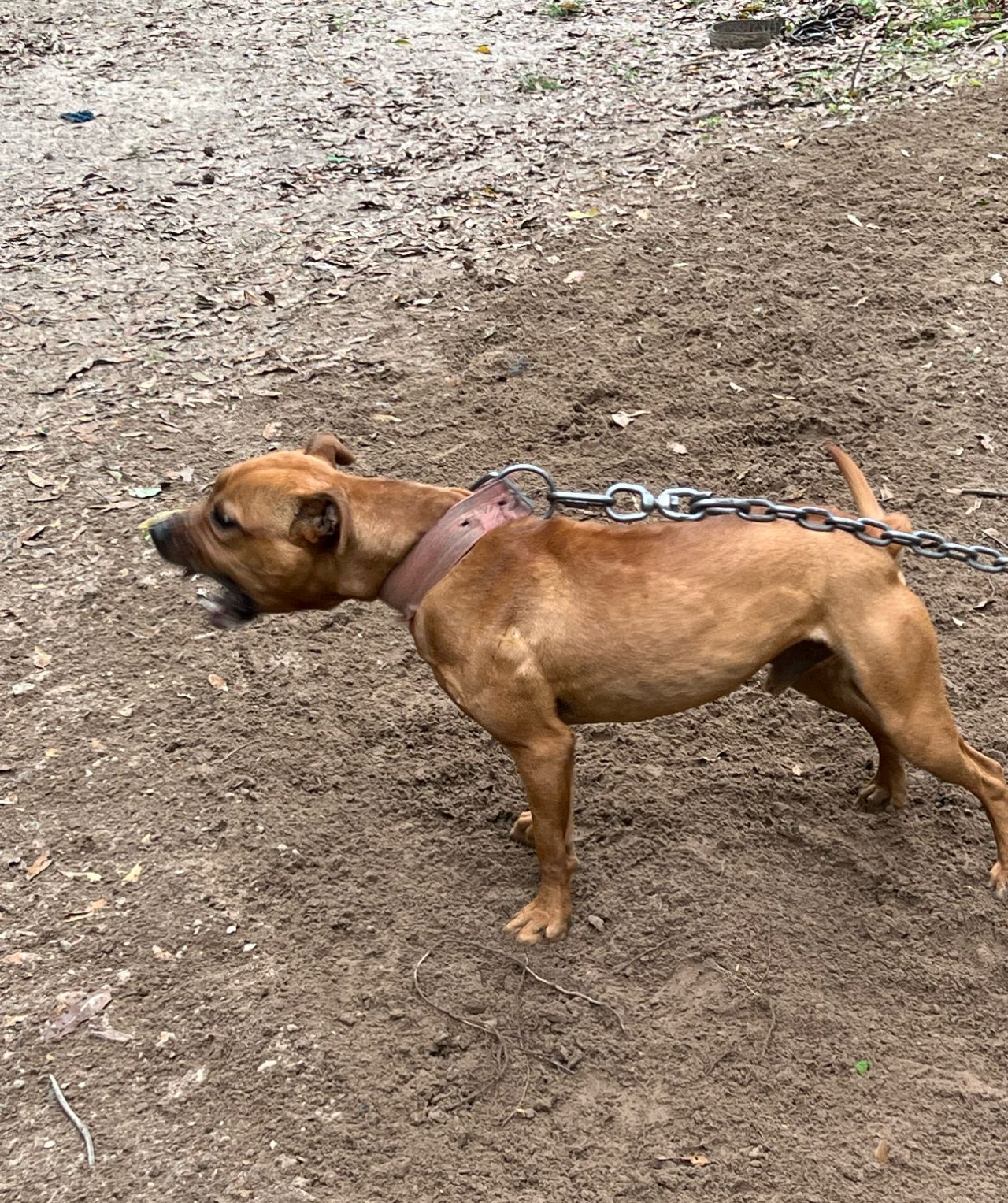 Photo of the dog
