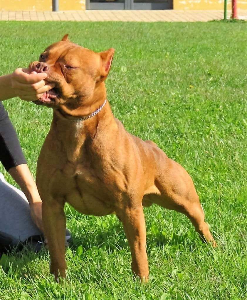 Photo of the dog