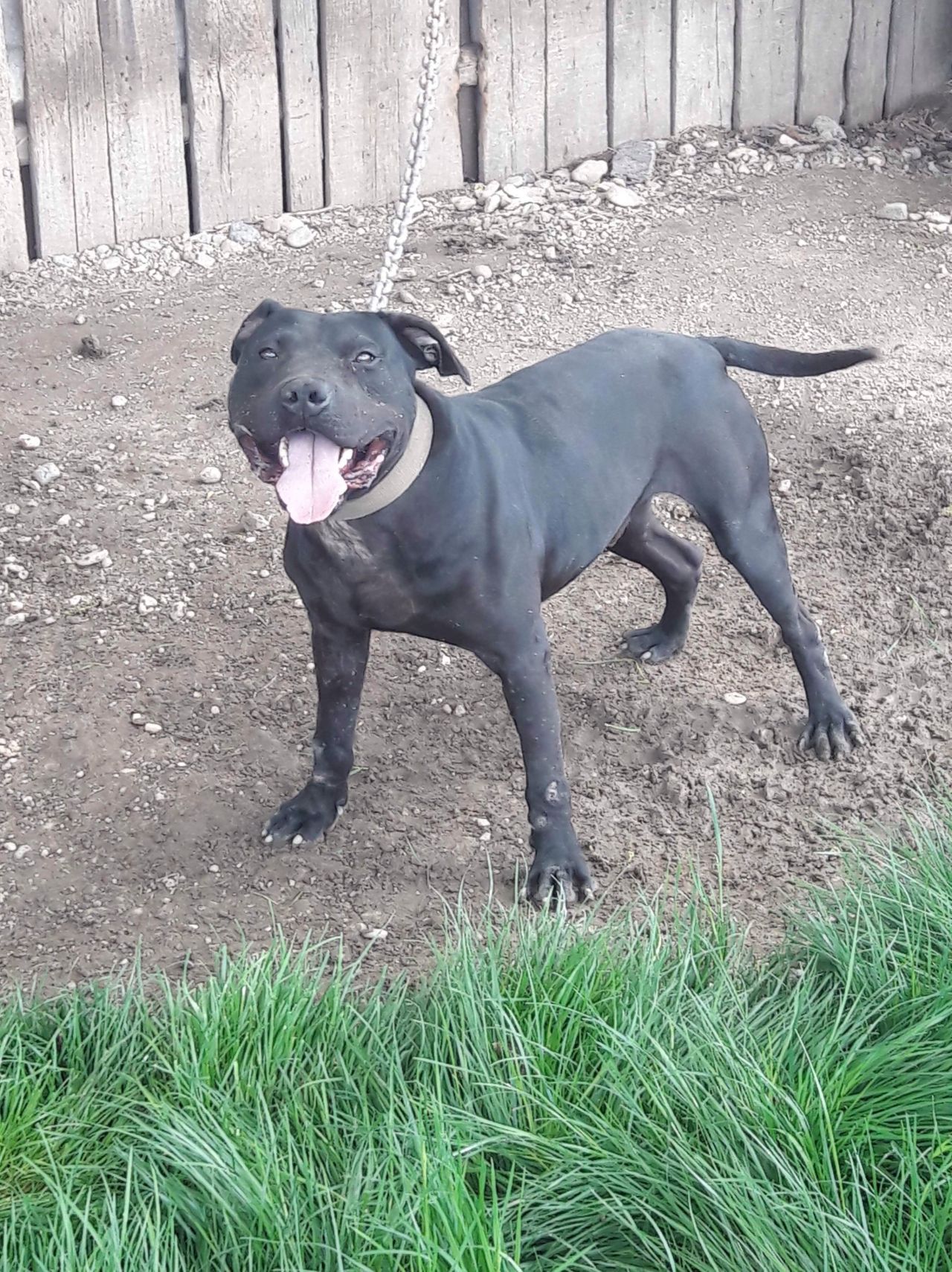 Photo of the dog