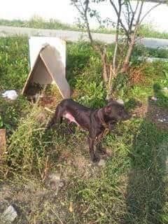 Photo of the dog