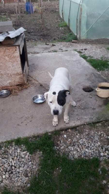 Photo of the dog