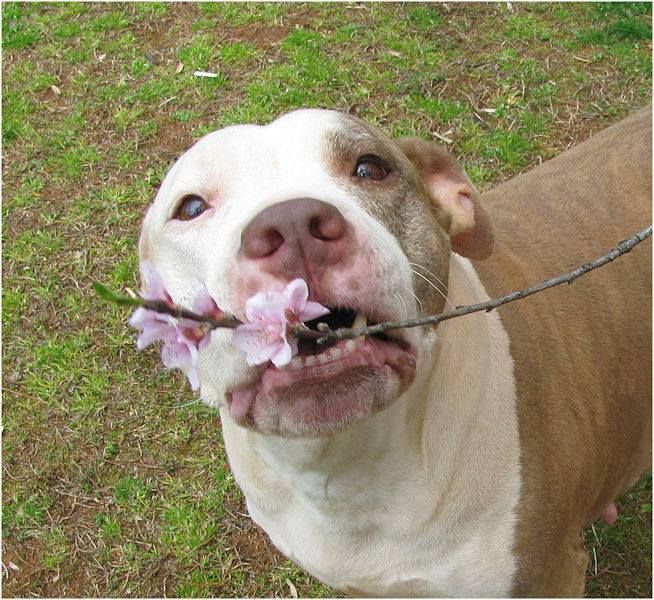 Photo of the dog