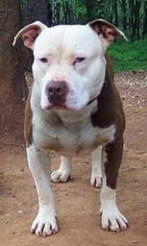 Photo of the dog