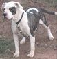 Photo of the dog