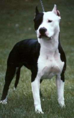 Photo of the dog