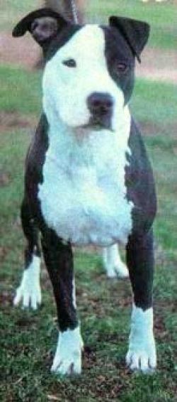 Photo of the dog