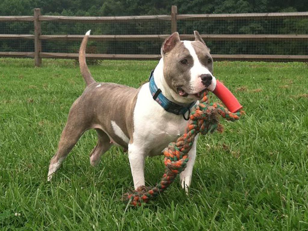 Photo of the dog