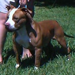 Photo of the dog