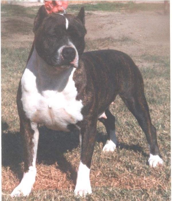 Photo of the dog