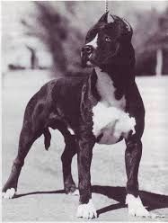 Photo of the dog