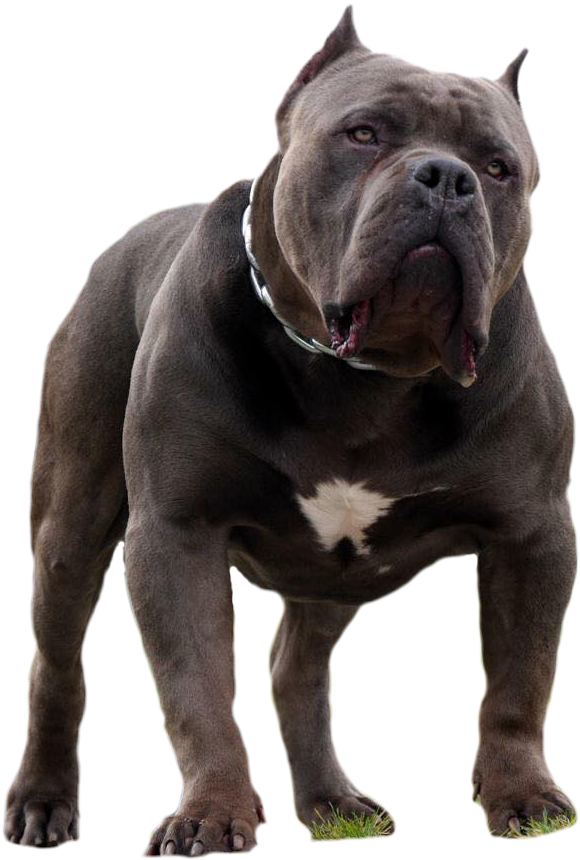 Photo of the dog