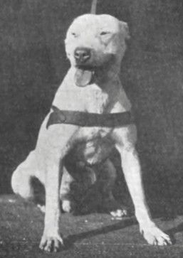 Photo of the dog