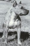 Photo of the dog