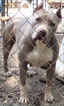 Photo of the dog