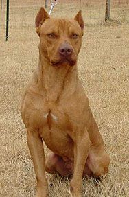Photo of the dog