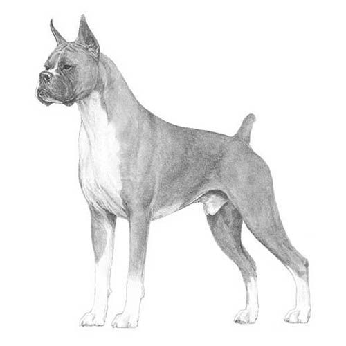 Photo of the dog
