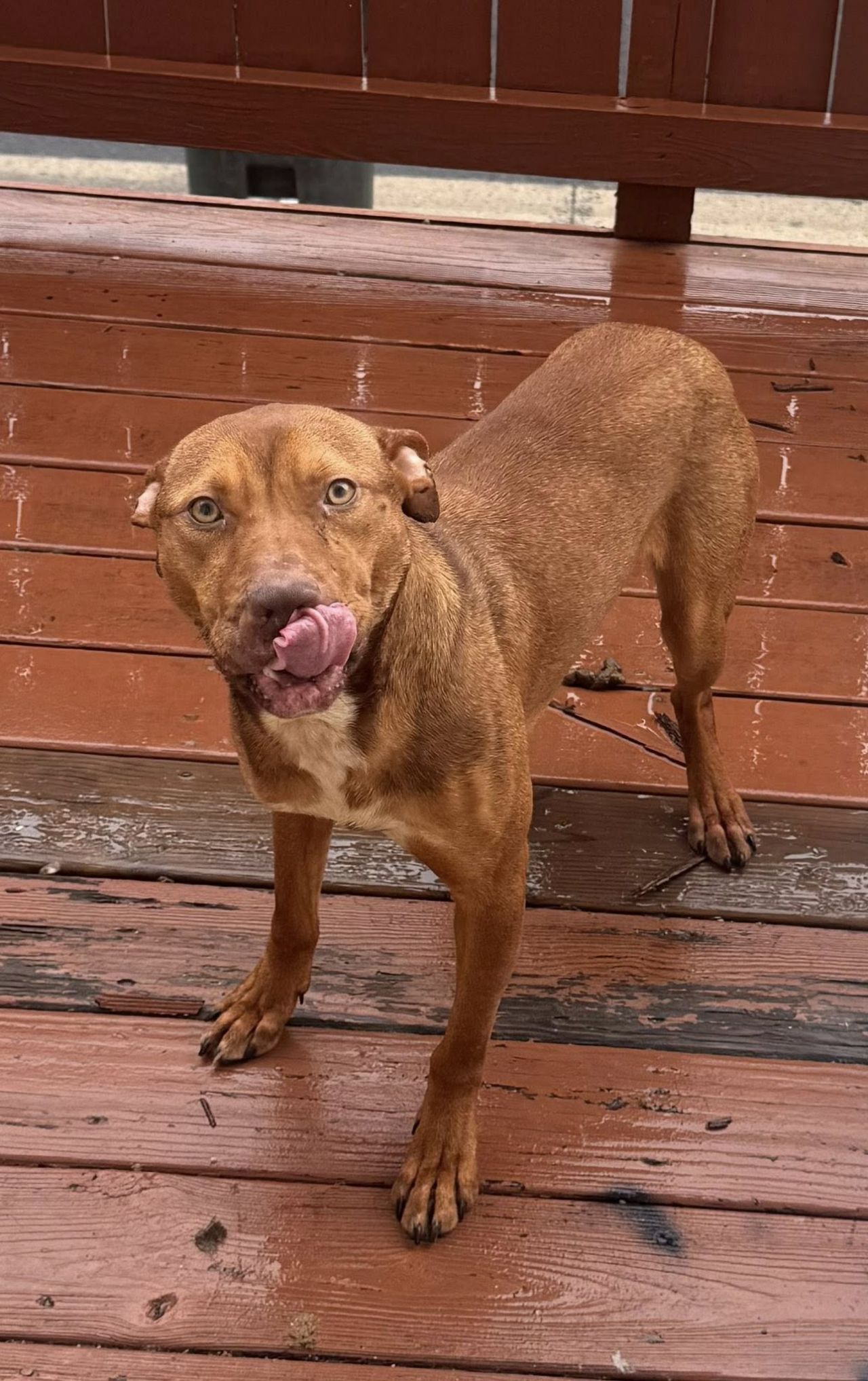 Photo of the dog