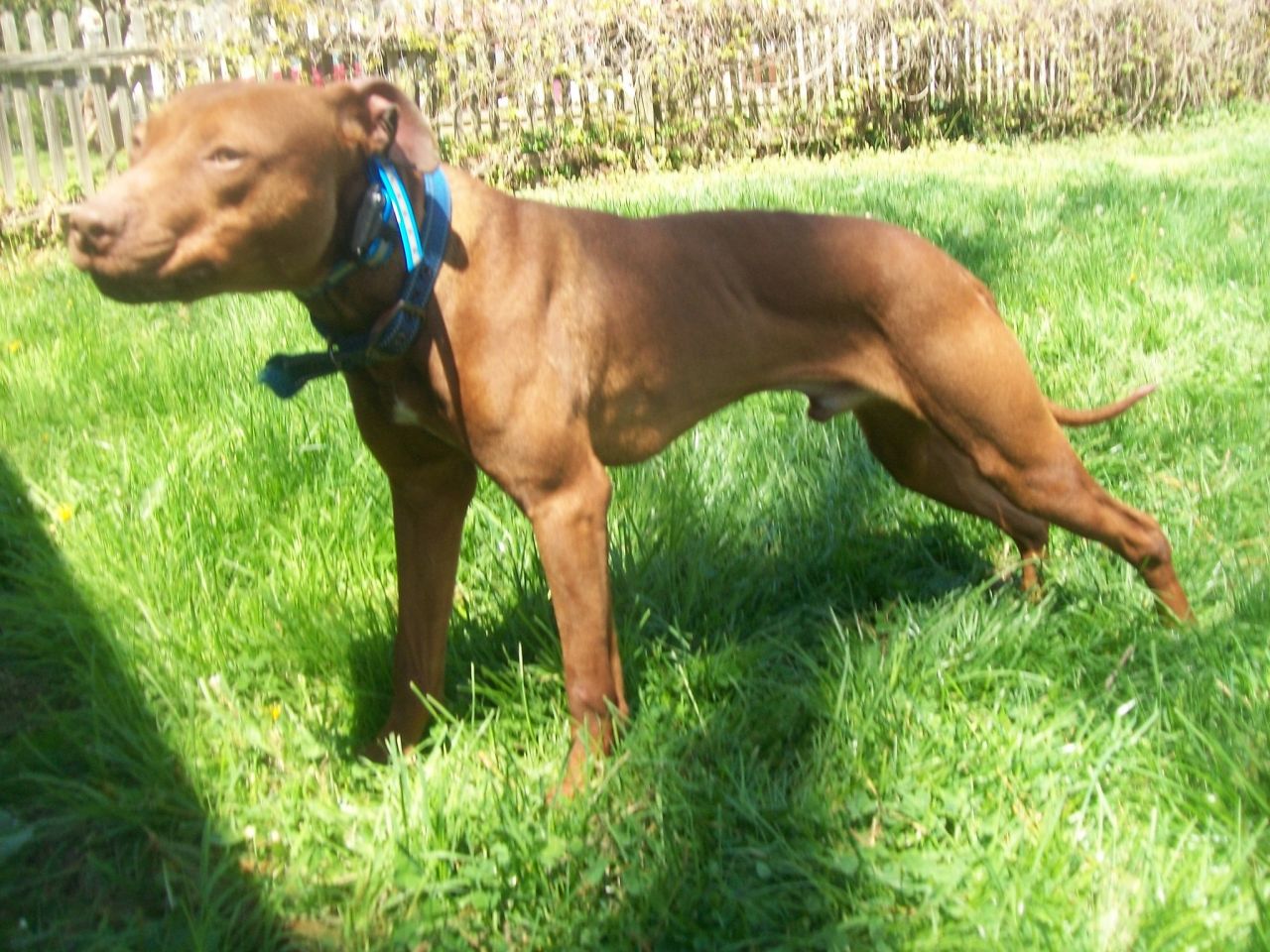 Photo of the dog