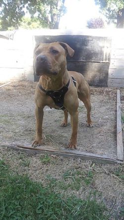 Photo of the dog