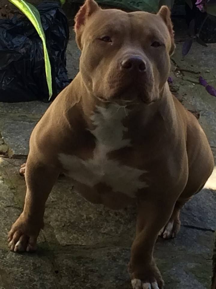 Photo of the dog