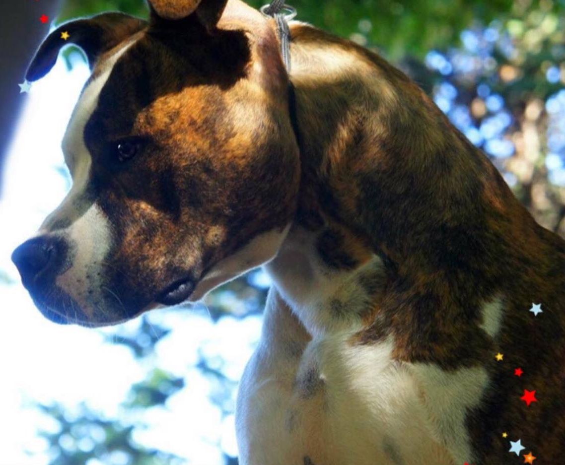 Photo of the dog