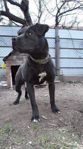 Photo of the dog