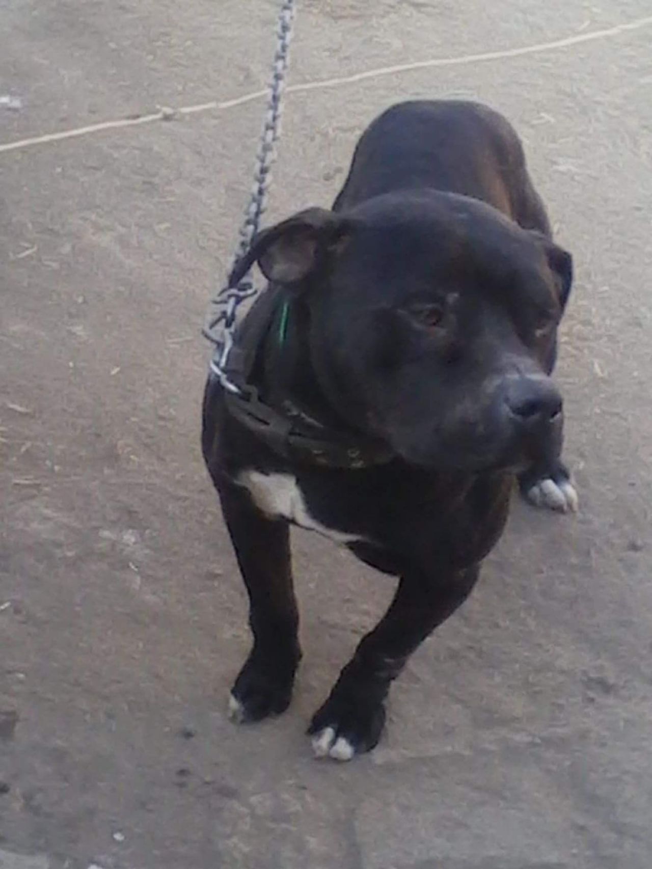 Photo of the dog