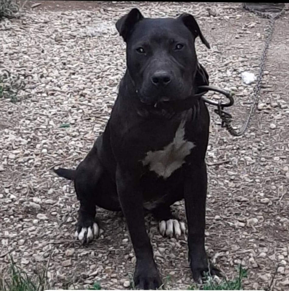 Photo of the dog