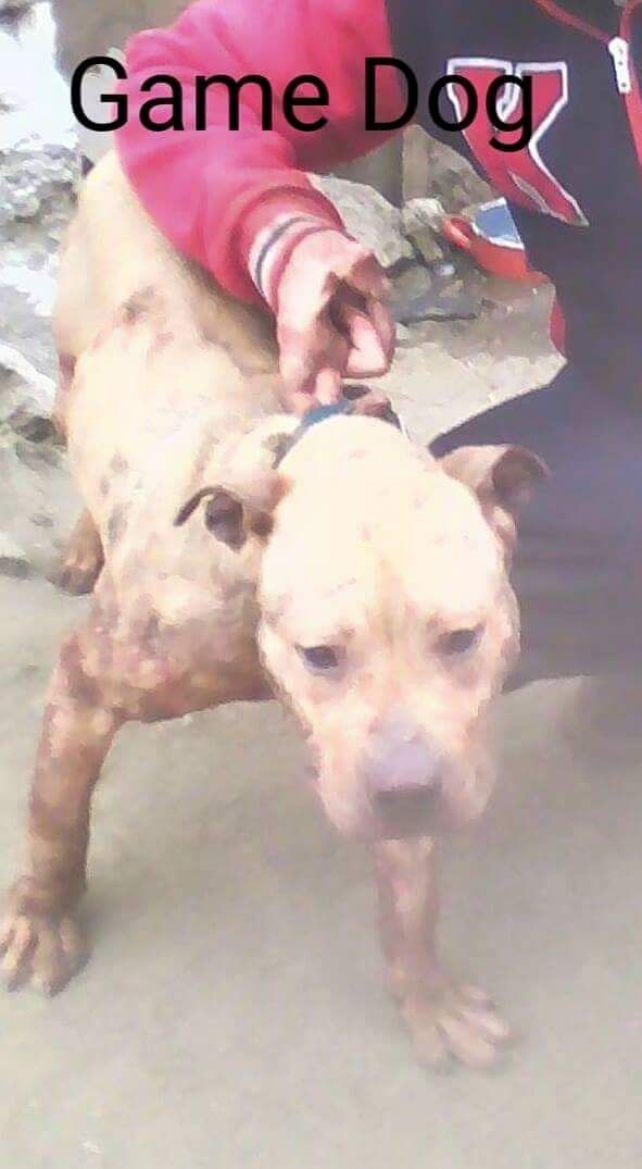 Photo of the dog