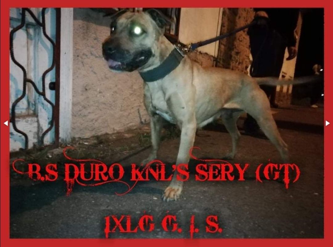 Photo of the dog