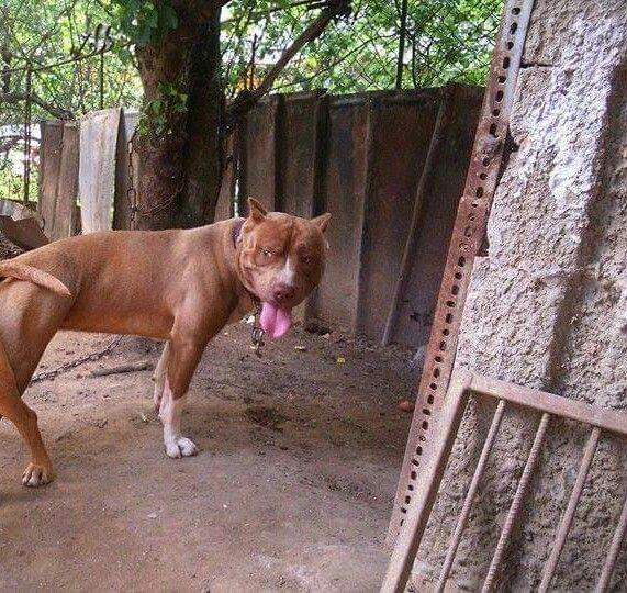 Photo of the dog