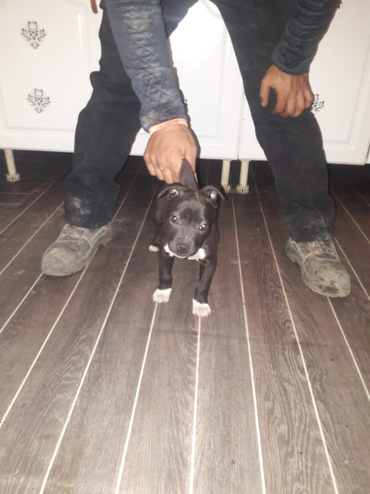Photo of the dog