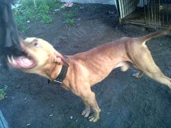 Photo of the dog