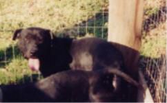 Photo of the dog